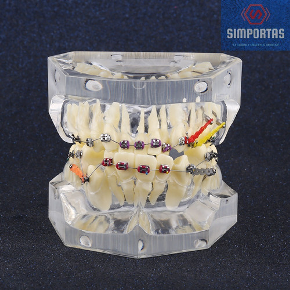 Modelo Dental Ortodoncia Brackets Acrilico Con Adm Santiago 3