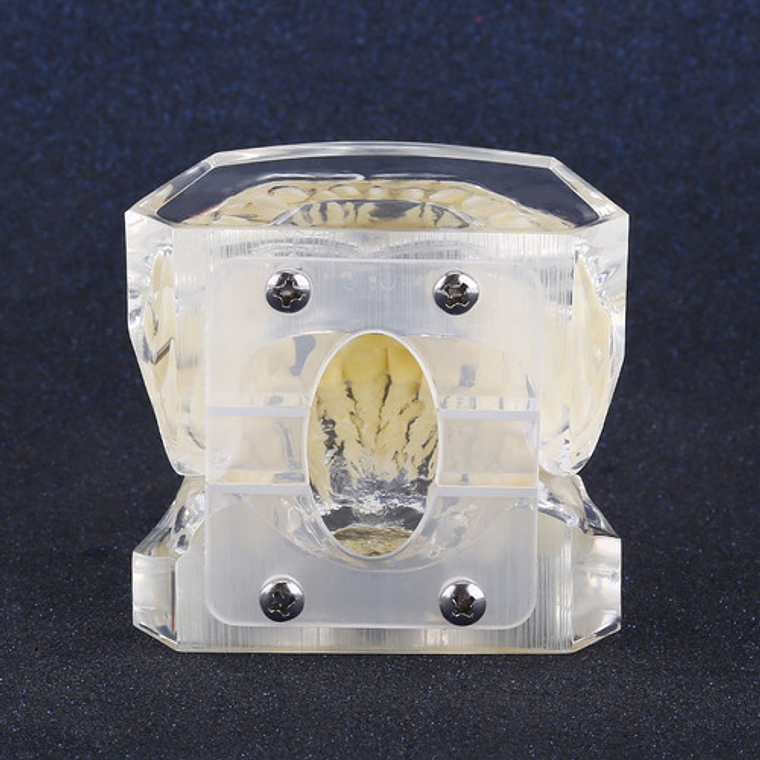 Modelo Dental Ortodoncia Brackets Acrilico Con Adm Santiago 6