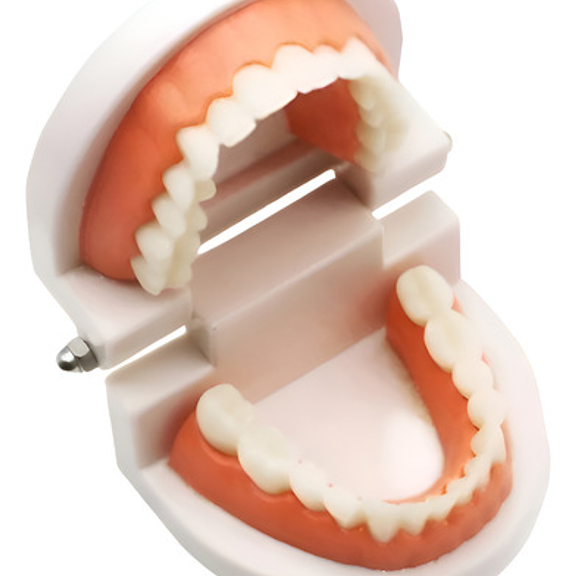 Modelo Dental Arcada Para Enseñanza Y Estudio Santiago 1