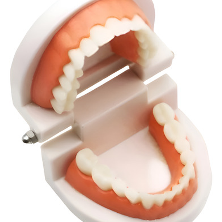 Modelo Dental Arcada Para Enseñanza Y Estudio Santiago 1