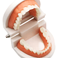 Modelo Dental Arcada Para Enseñanza Y Estudio Santiago - Miniatura 1