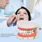 Modelo Dental Arcada Para Enseñanza Y Estudio Santiago - Miniatura 5