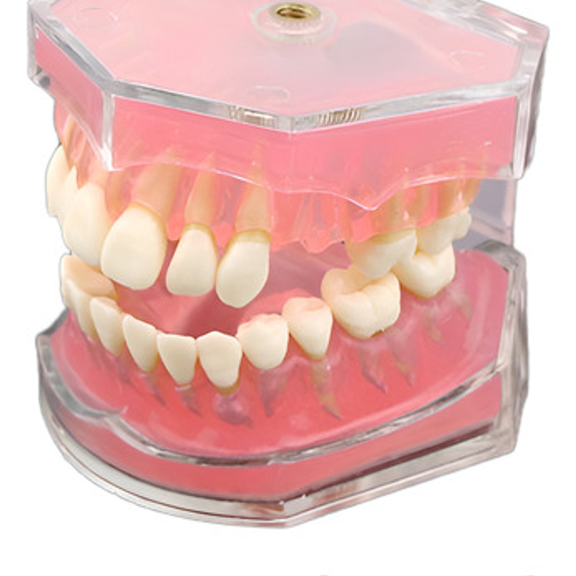 Modelo Acrílico Único Dientes Desmontables Encía Enseñanza  2