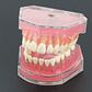 Modelo Acrílico Único Dientes Desmontables Encía Enseñanza  - Miniatura 3