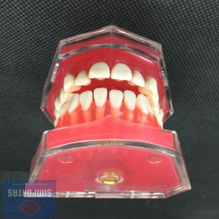 Modelo Acrílico Único Dientes Desmontables Encía Enseñanza  4