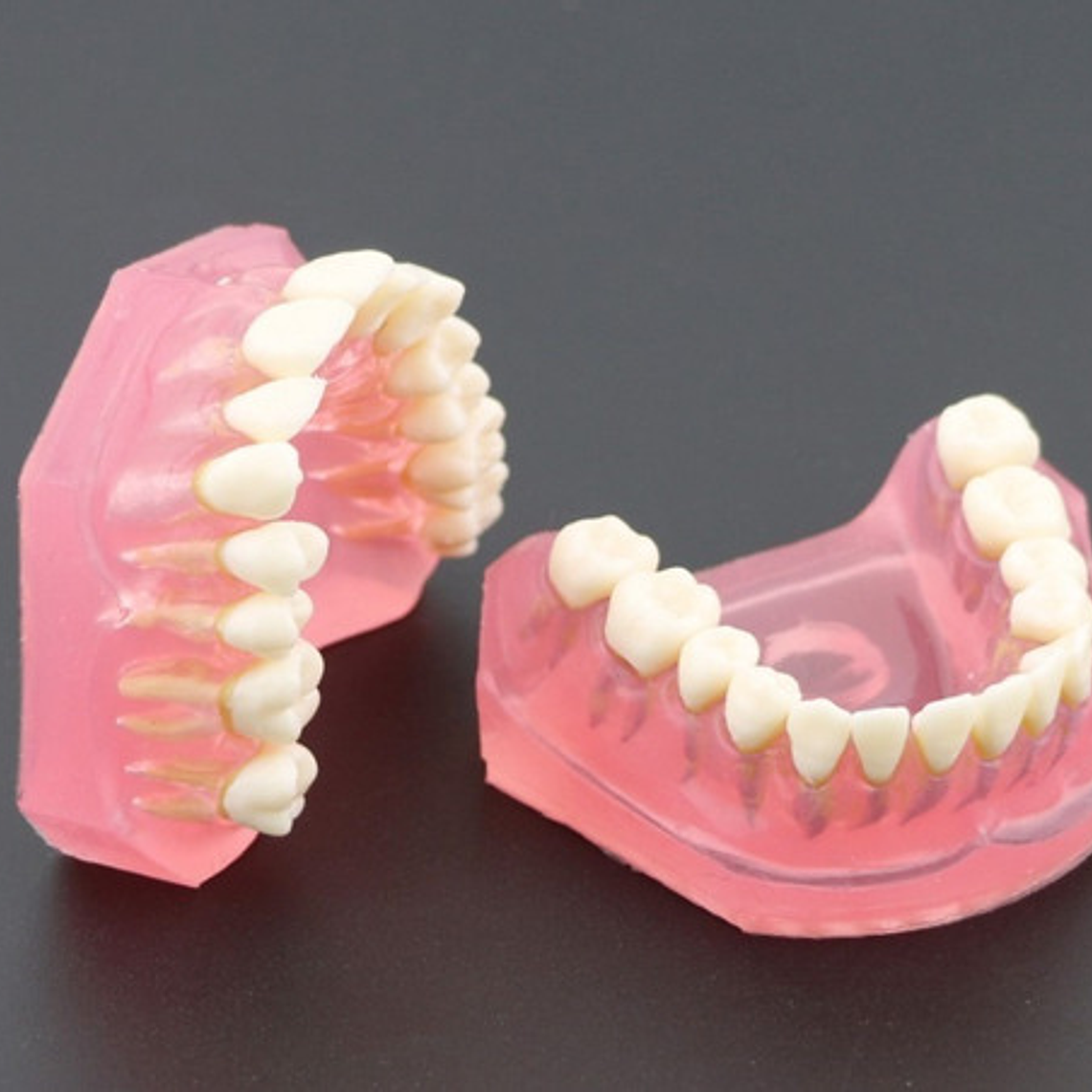 Modelo Acrílico Único Dientes Desmontables Encía Enseñanza  5
