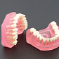Modelo Acrílico Único Dientes Desmontables Encía Enseñanza  - Miniatura 5