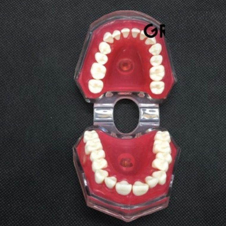 Modelo Acrílico Único Dientes Desmontables Encía Enseñanza  7
