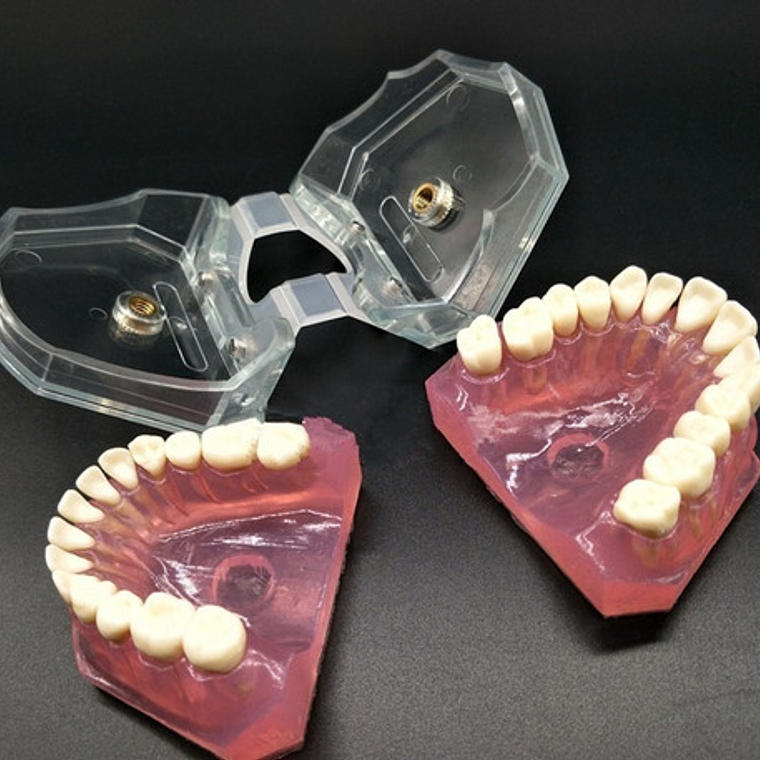 Modelo Acrílico Único Dientes Desmontables Encía Enseñanza  10