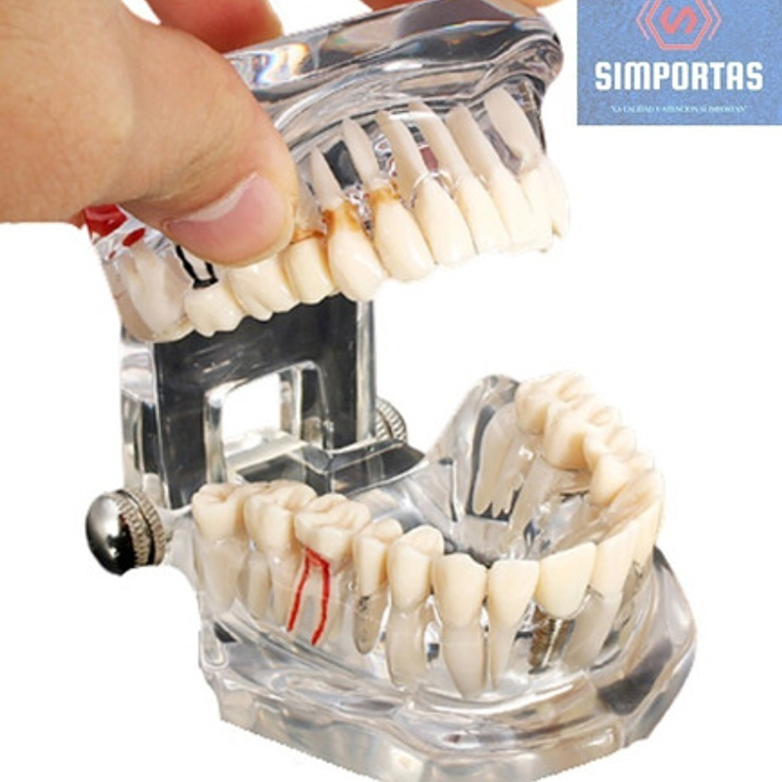 Modelo Dental Enseñanza Y Tratamientos Implantes Protesis 3