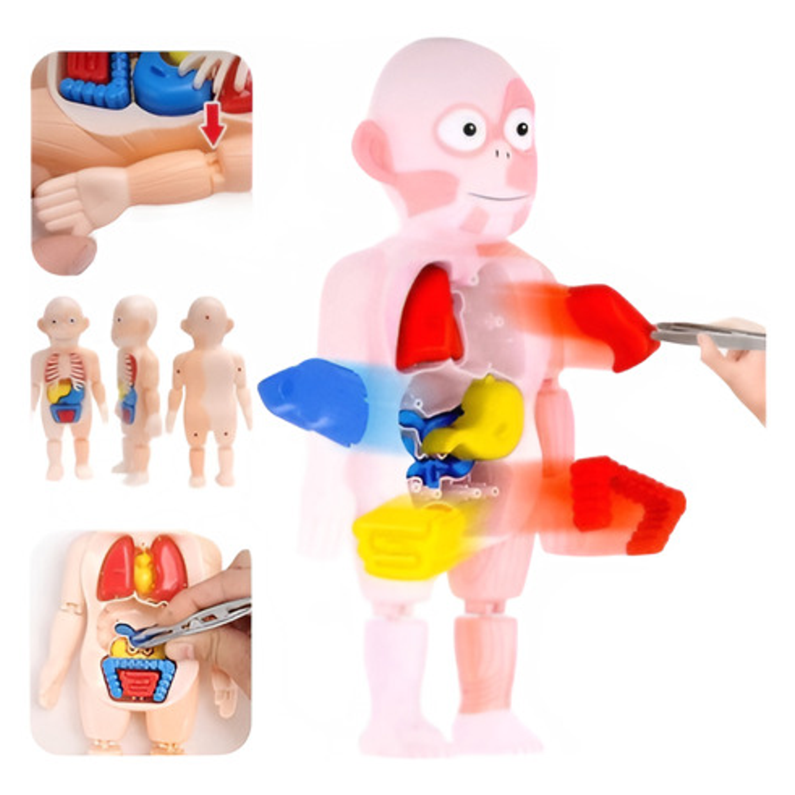 Modelo Montessori De Órganos Extraíbles Rompecabezas 1