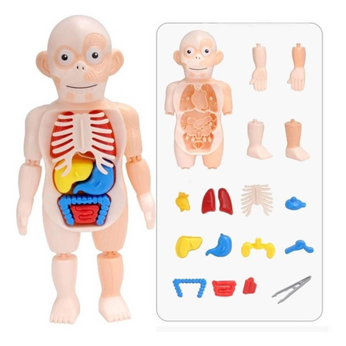 Modelo Montessori De Órganos Extraíbles Rompecabezas 2