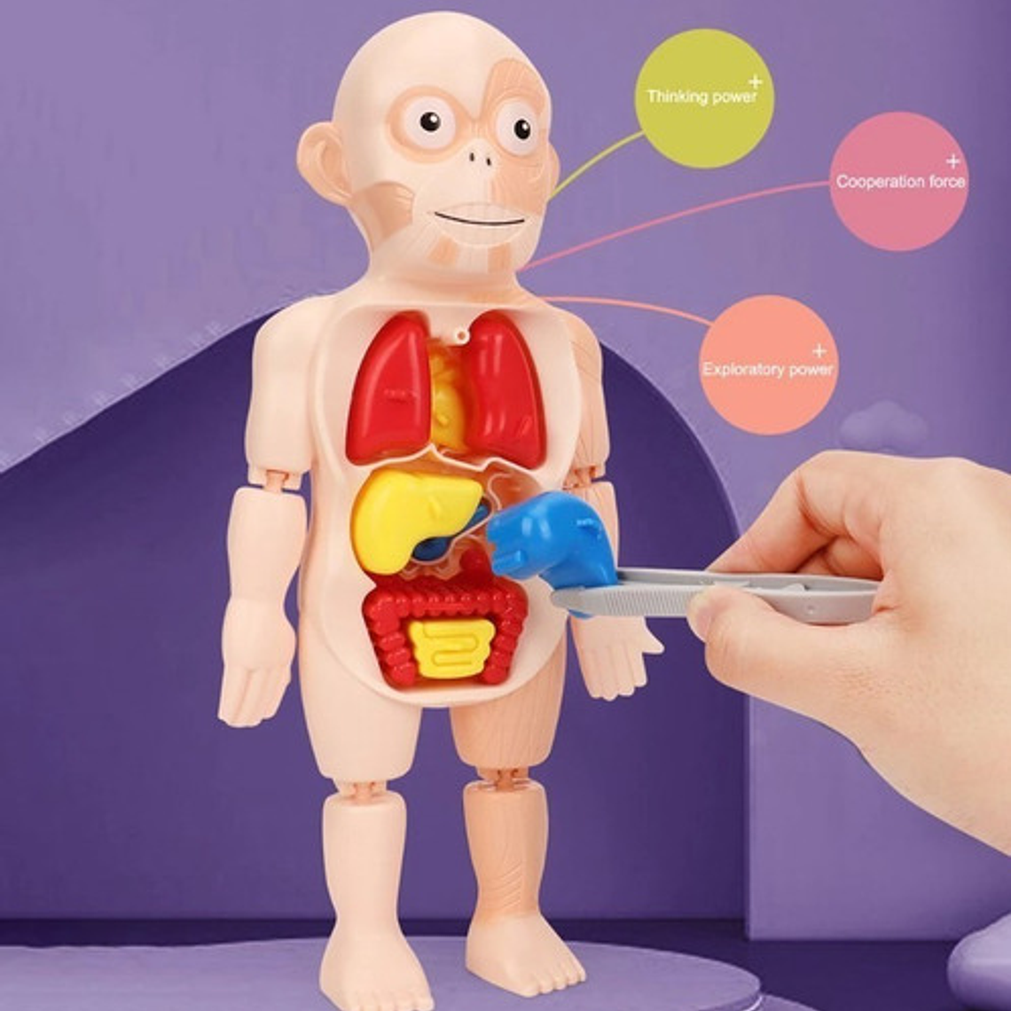 Modelo Montessori De Órganos Extraíbles Rompecabezas 5