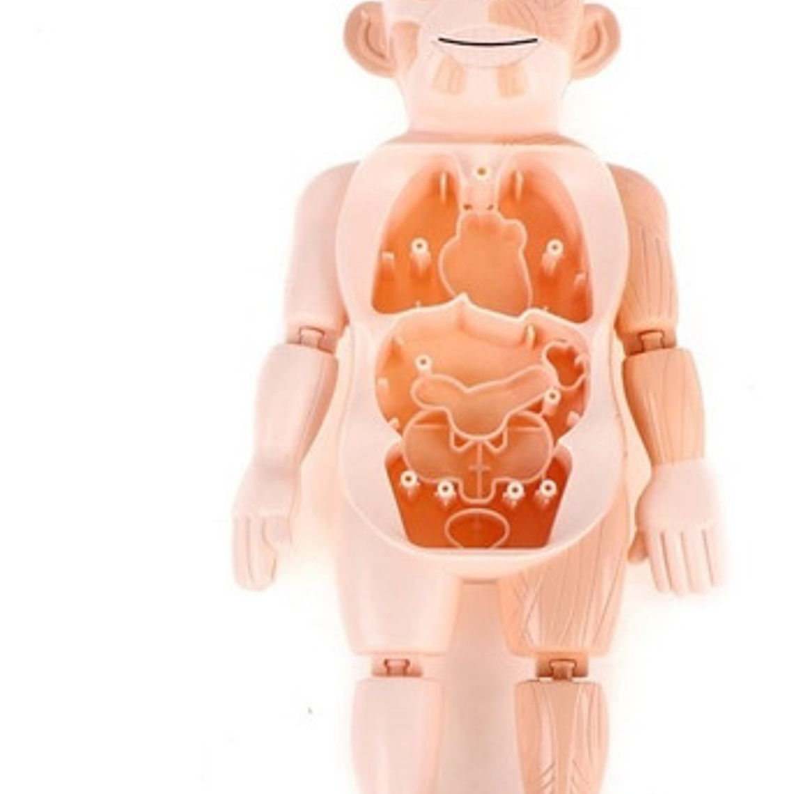 Modelo Montessori De Órganos Extraíbles Rompecabezas 8