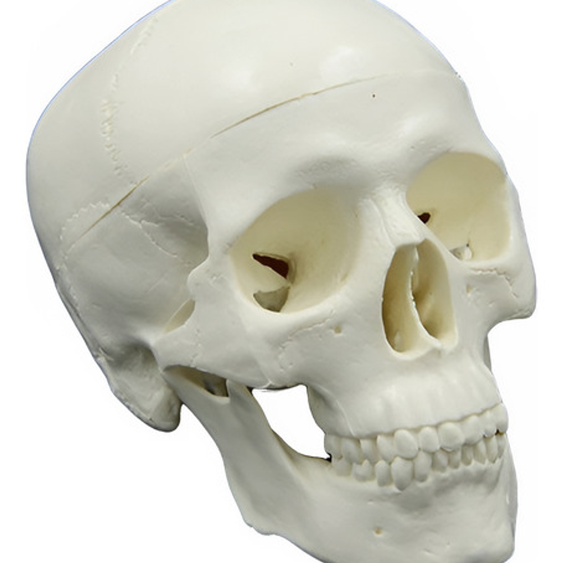 Mini Craneo Humano Modelo Anatómico Calidad Santiago      1