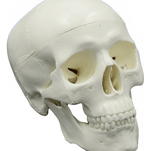 Mini Craneo Humano Modelo Anatómico Calidad Santiago     