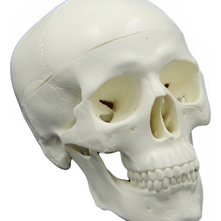 Mini Craneo Humano Modelo Anatómico Calidad Santiago      1