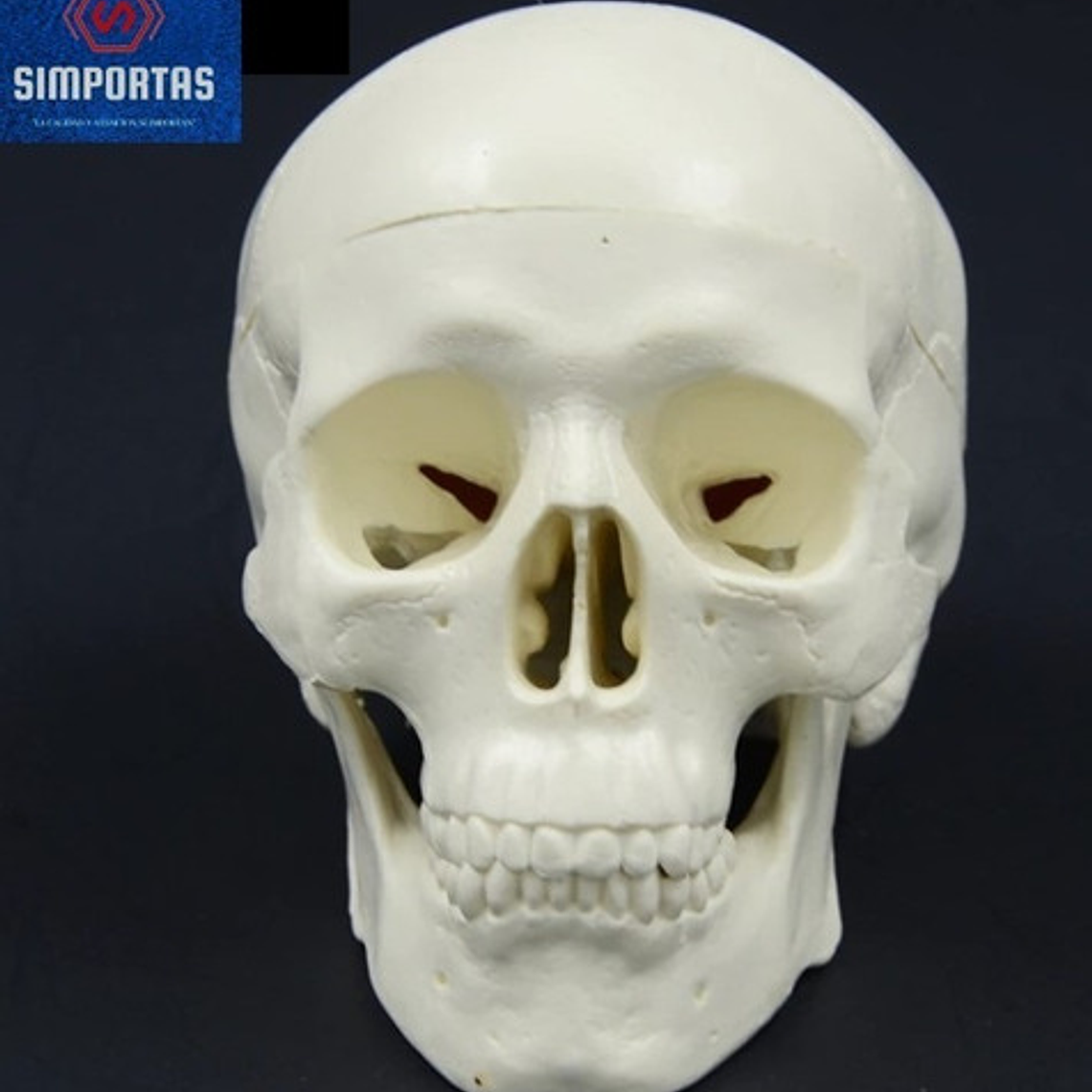 Mini Craneo Humano Modelo Anatómico Calidad Santiago      2