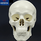 Mini Craneo Humano Modelo Anatómico Calidad Santiago      - Miniatura 2