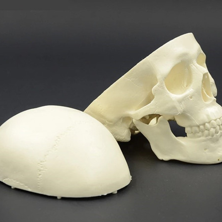 Mini Craneo Humano Modelo Anatómico Calidad Santiago      3