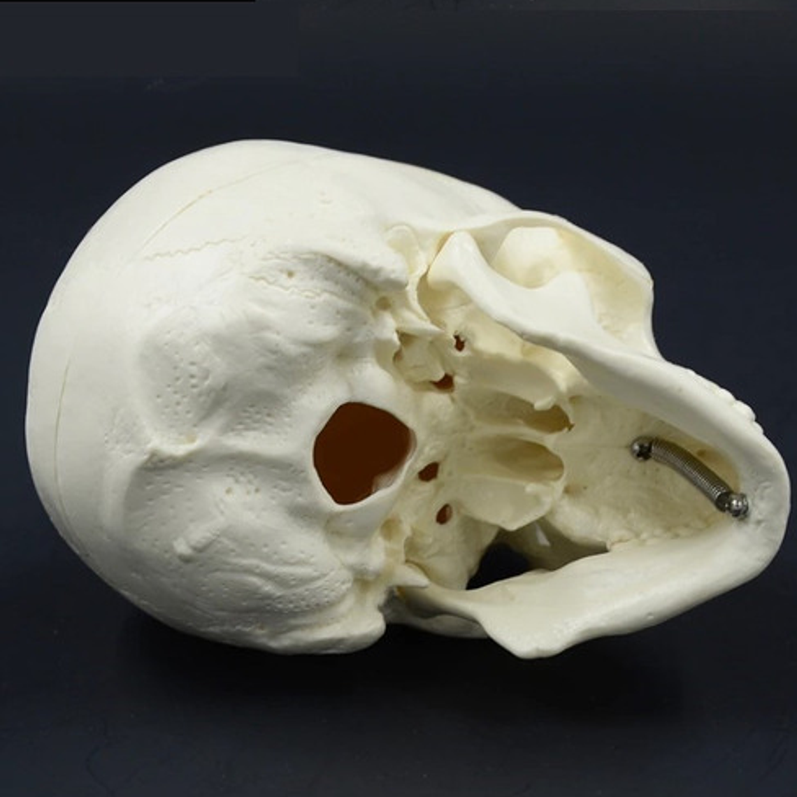 Mini Craneo Humano Modelo Anatómico Calidad Santiago      4