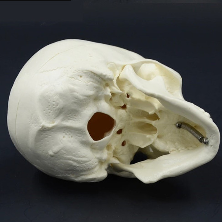 Mini Craneo Humano Modelo Anatómico Calidad Santiago      4