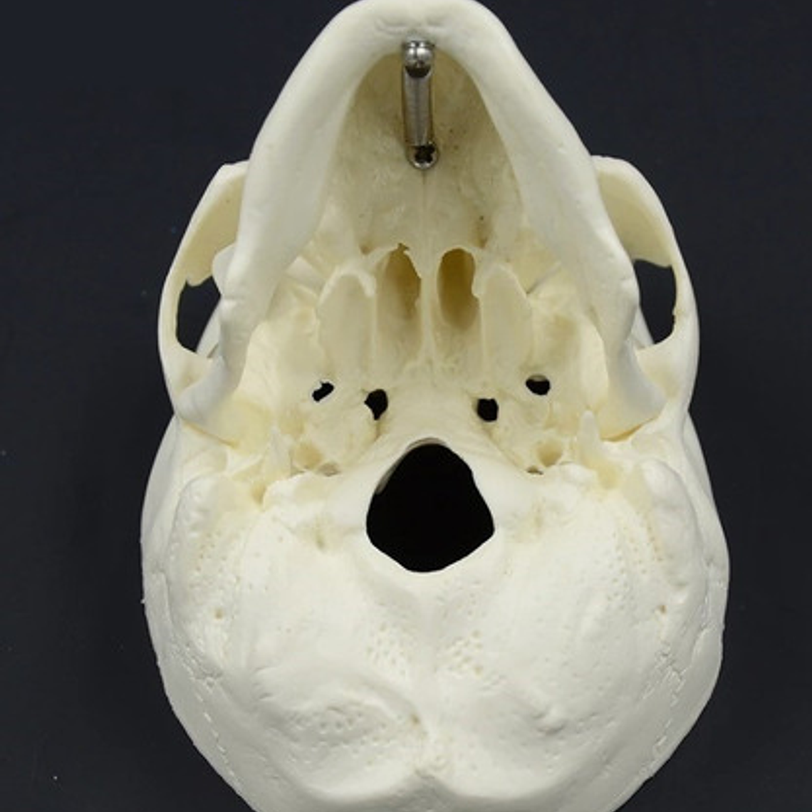 Mini Craneo Humano Modelo Anatómico Calidad Santiago      5