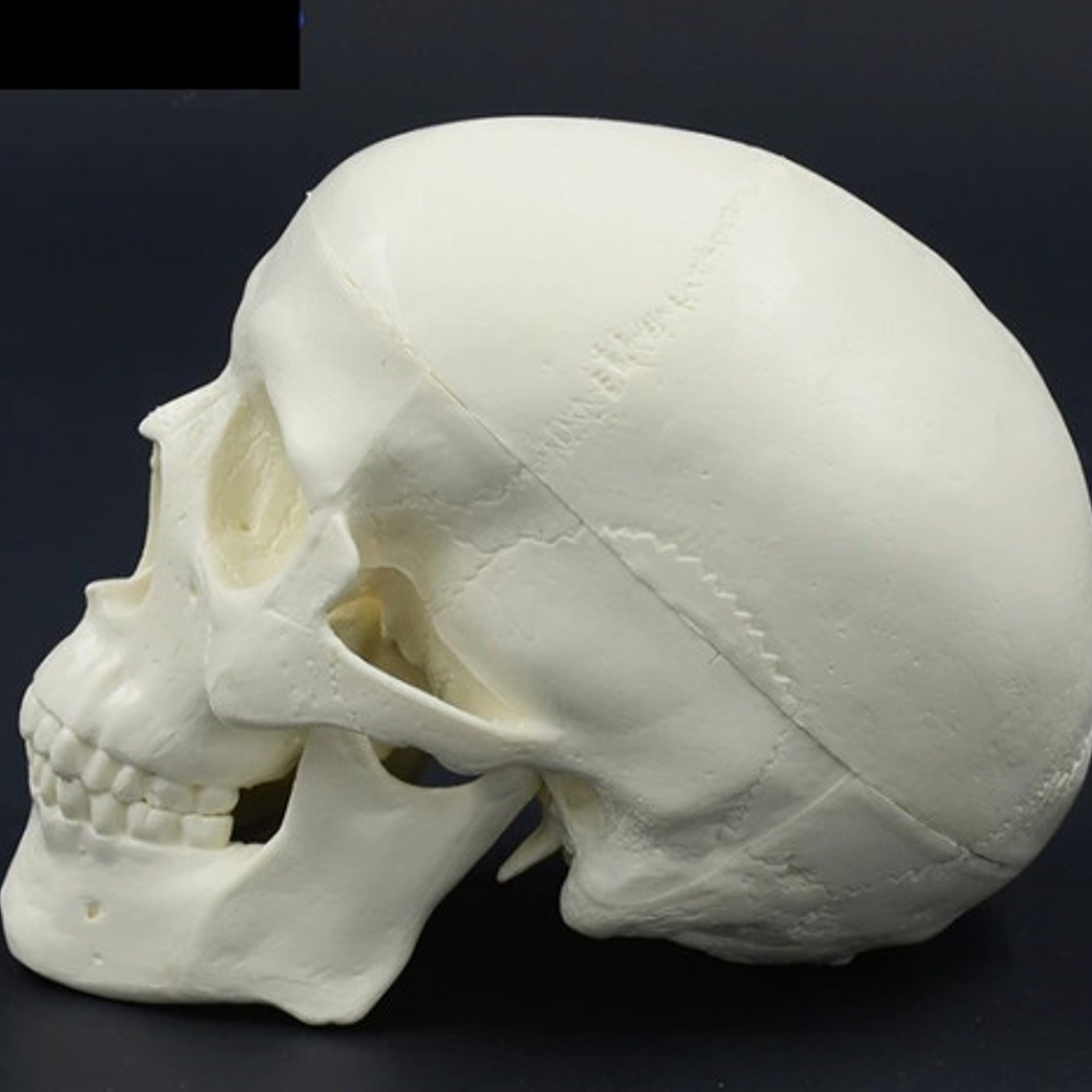 Mini Craneo Humano Modelo Anatómico Calidad Santiago      6