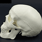 Mini Craneo Humano Modelo Anatómico Calidad Santiago      - Miniatura 6
