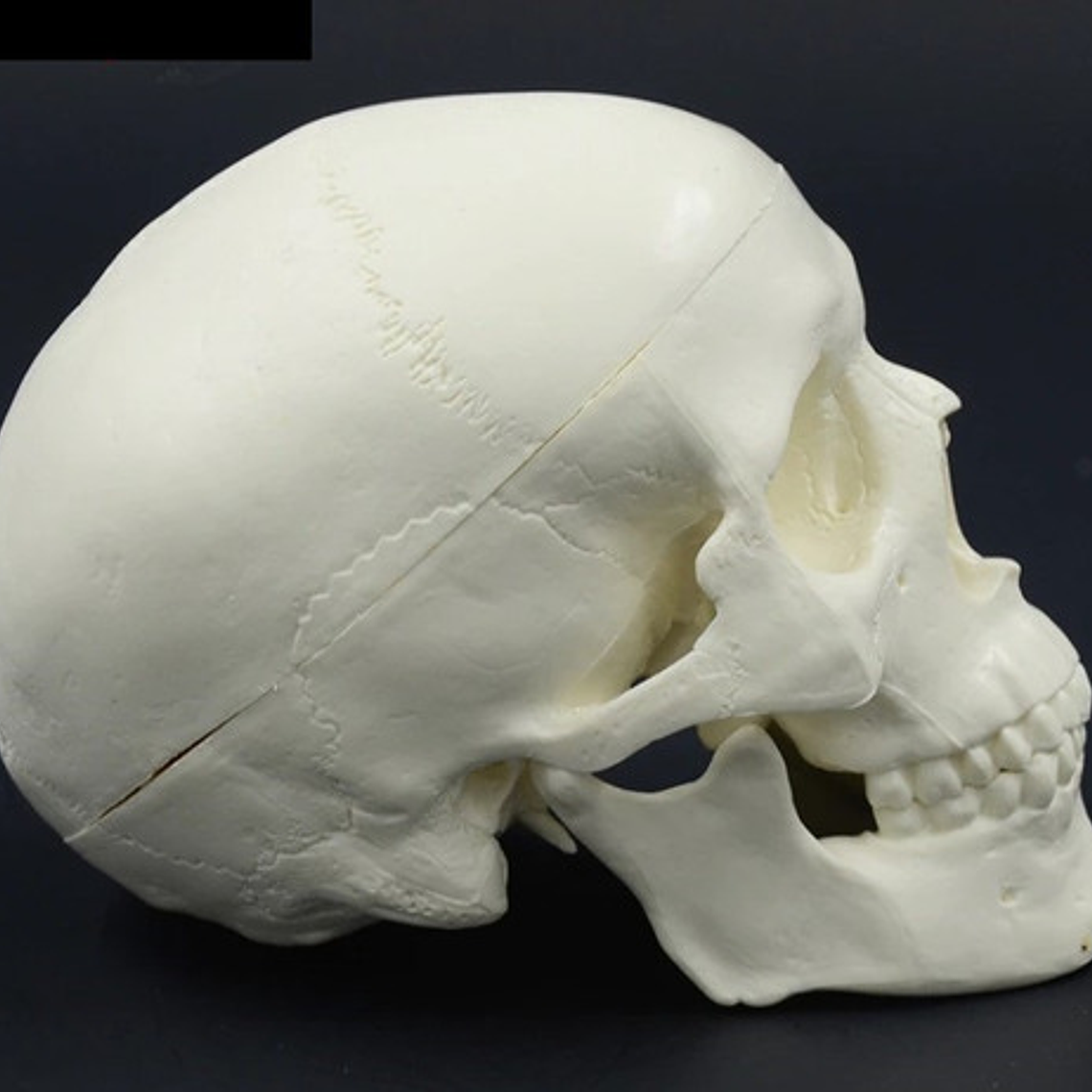 Mini Craneo Humano Modelo Anatómico Calidad Santiago      7