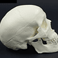 Mini Craneo Humano Modelo Anatómico Calidad Santiago      - Miniatura 7