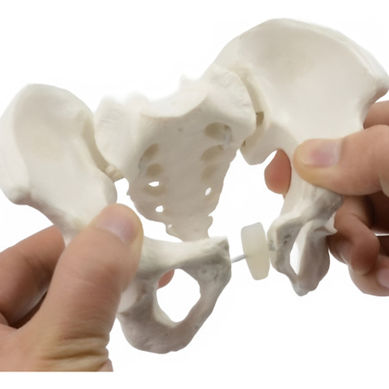 Pelvis Femenina Humana Modelo Anatómico Calidad Santiago     1