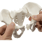 Pelvis Femenina Humana Modelo Anatómico Calidad Santiago     - Miniatura 1