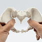 Pelvis Femenina Humana Modelo Anatómico Calidad Santiago     - Miniatura 4
