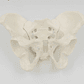 Pelvis Femenina Humana Modelo Anatómico Calidad Santiago     - Miniatura 6