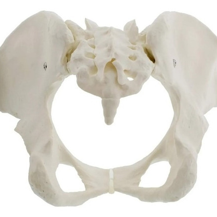 Pelvis Femenina Humana Modelo Anatómico Calidad Santiago     7