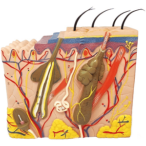 Piel Y Pelo Humano Modelo Anatómico 35 Veces Aumento Stgo.