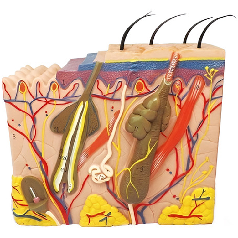 Piel Y Pelo Humano Modelo Anatómico 35 Veces Aumento Stgo. 1