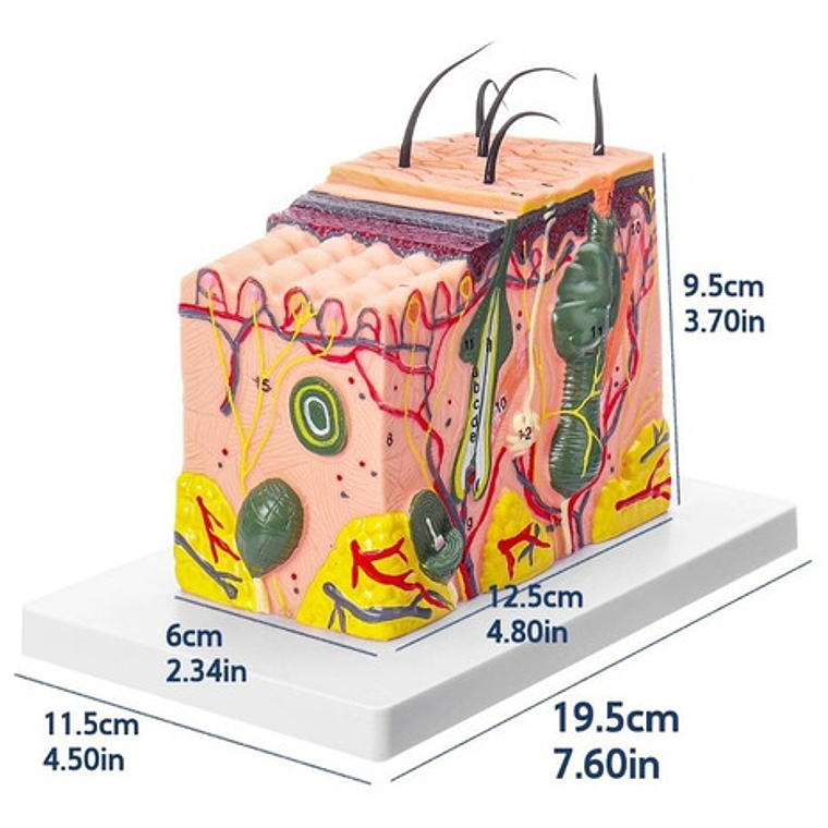 Piel Y Pelo Humano Modelo Anatómico 35 Veces Aumento Stgo. 2