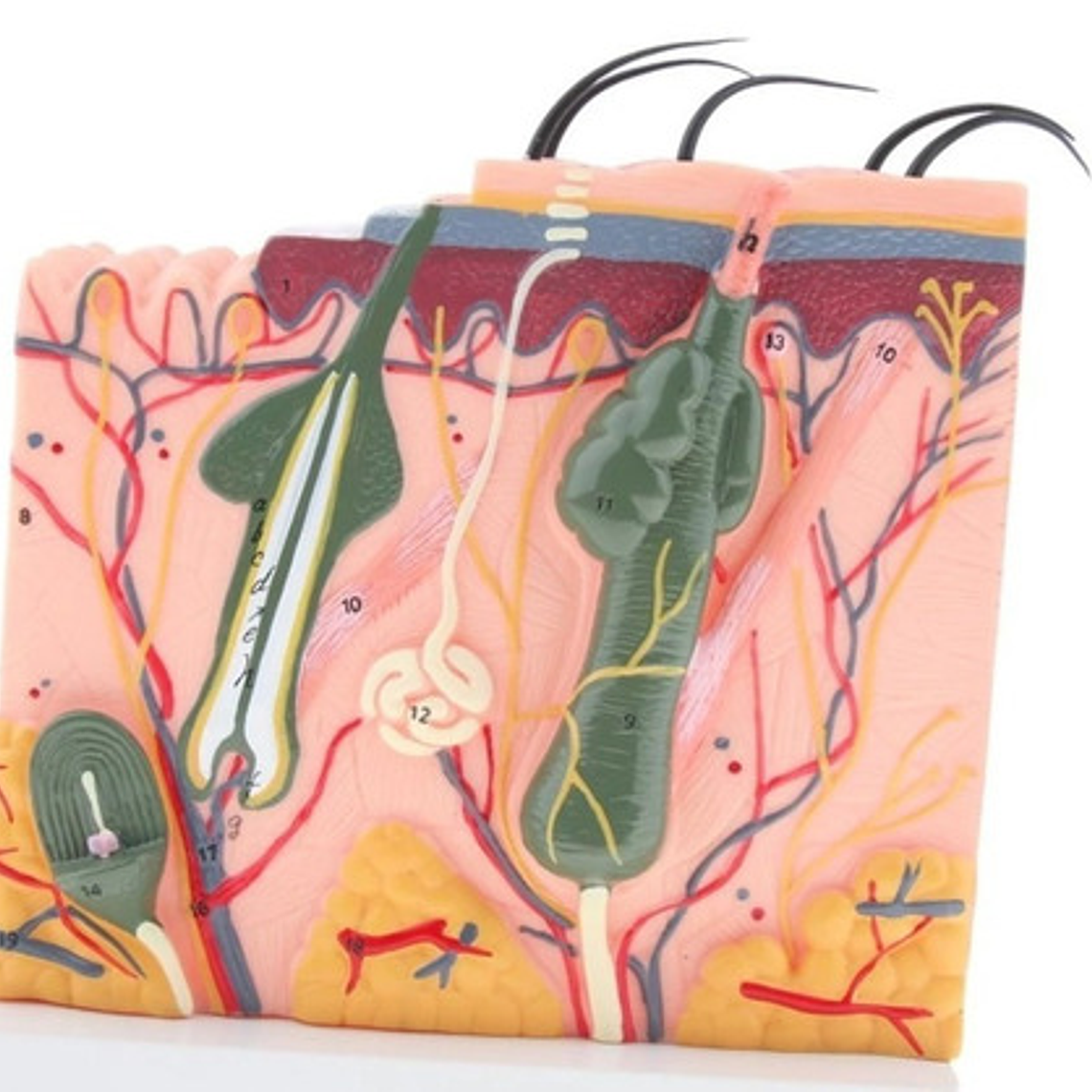 Piel Y Pelo Humano Modelo Anatómico 35 Veces Aumento Stgo. 3