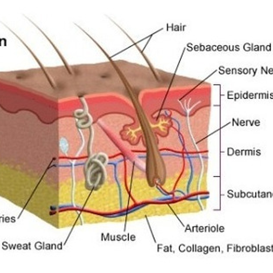 Piel Y Pelo Humano Modelo Anatómico 35 Veces Aumento Stgo. 4