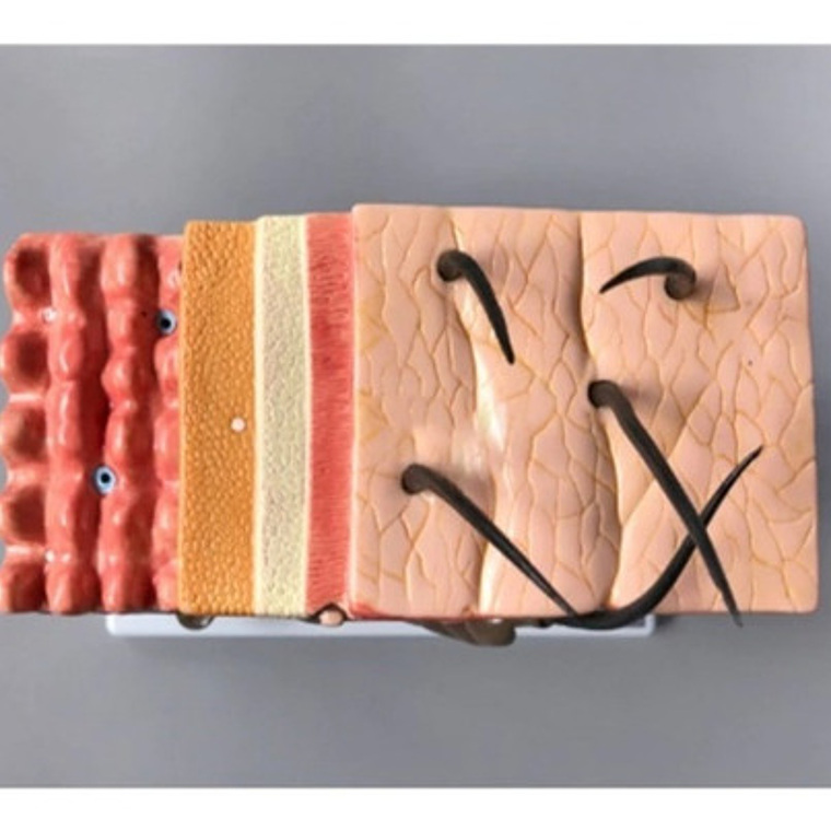 Piel Y Pelo Humano Modelo Anatómico 35 Veces Aumento Stgo. 7