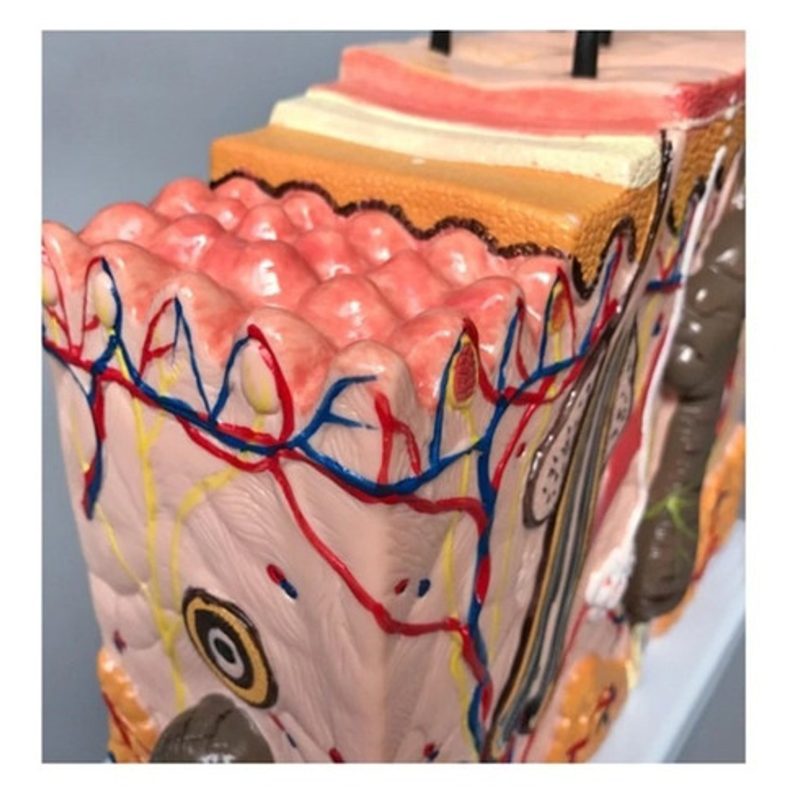 Piel Y Pelo Humano Modelo Anatómico 35 Veces Aumento Stgo. 8