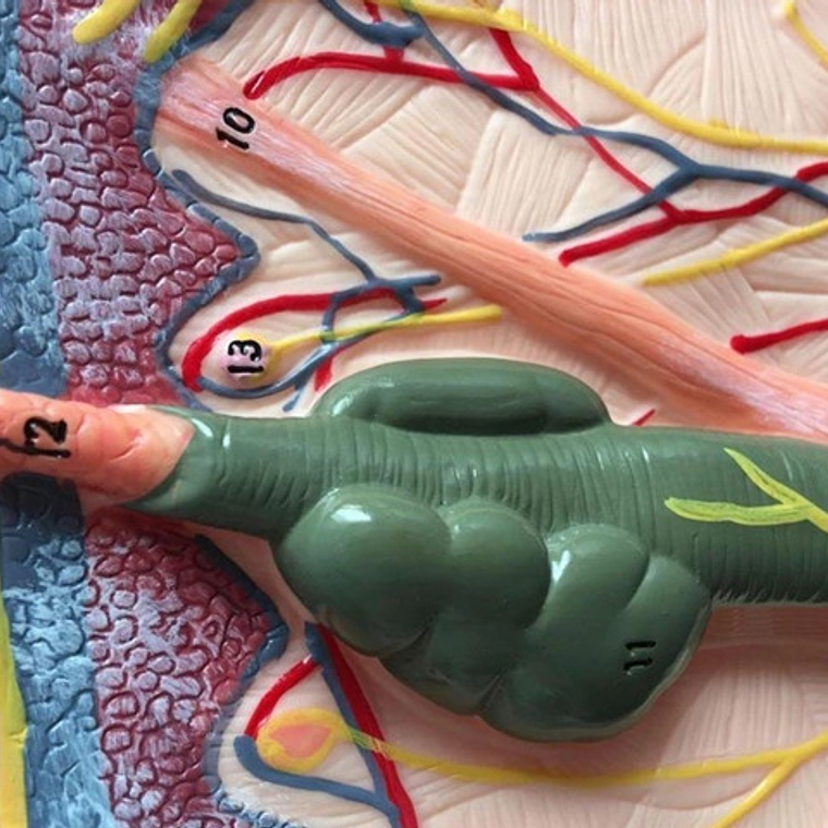 Piel Y Pelo Humano Modelo Anatómico 35 Veces Aumento Stgo. 9