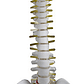 Columna Vertebral 45 Cm  Modelo Anatómico Enseñanzasantiago - Miniatura 1