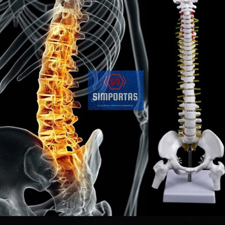 Columna Vertebral 45 Cm  Modelo Anatómico Enseñanzasantiago 2