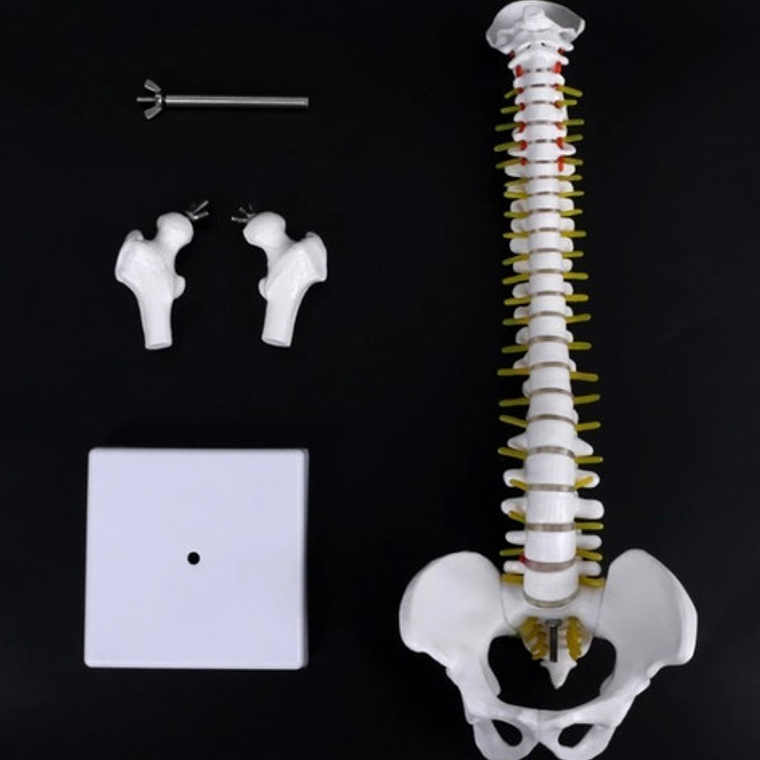 Columna Vertebral 45 Cm  Modelo Anatómico Enseñanzasantiago 3