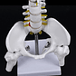 Columna Vertebral 45 Cm  Modelo Anatómico Enseñanzasantiago - Miniatura 4