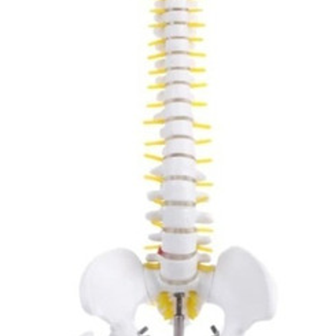 Columna Vertebral 45 Cm  Modelo Anatómico Enseñanzasantiago 5