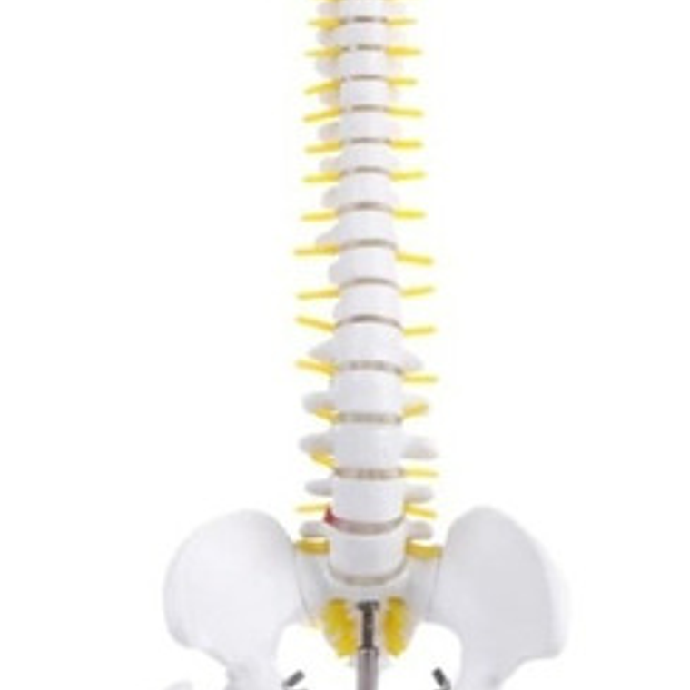 Columna Vertebral 45 Cm  Modelo Anatómico Enseñanzasantiago 5